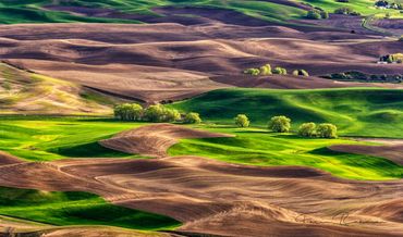 Spring in Palouse, Washington