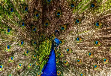 Peacock fan dance