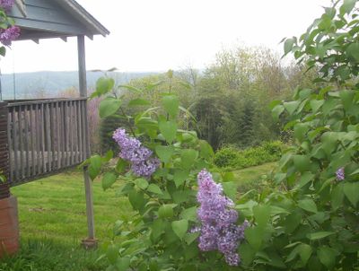 Spring view of lilacs and the side of cabin number two. Looking at the Ozark Mountains.