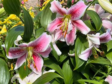 Stargazer Lilies