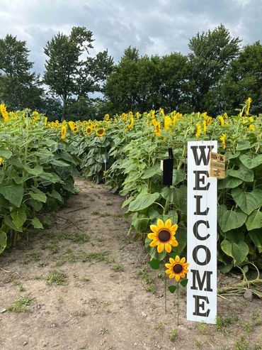 Sunflower field path and welcome sign