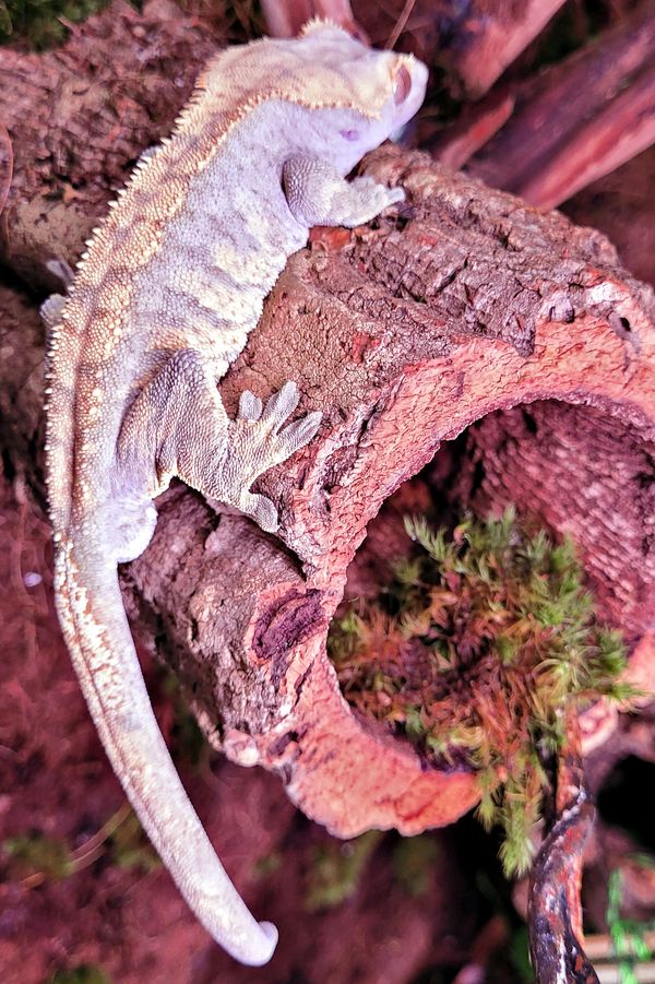 Fired down crested gecko