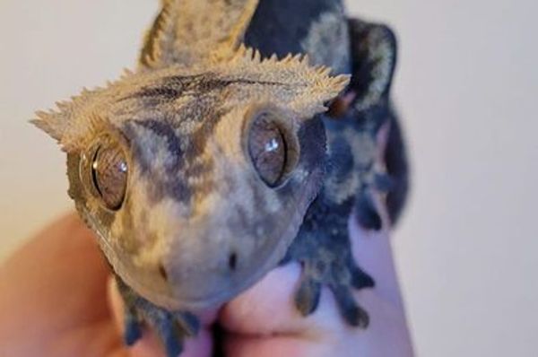 Female crested gecko adult, harlequin morph