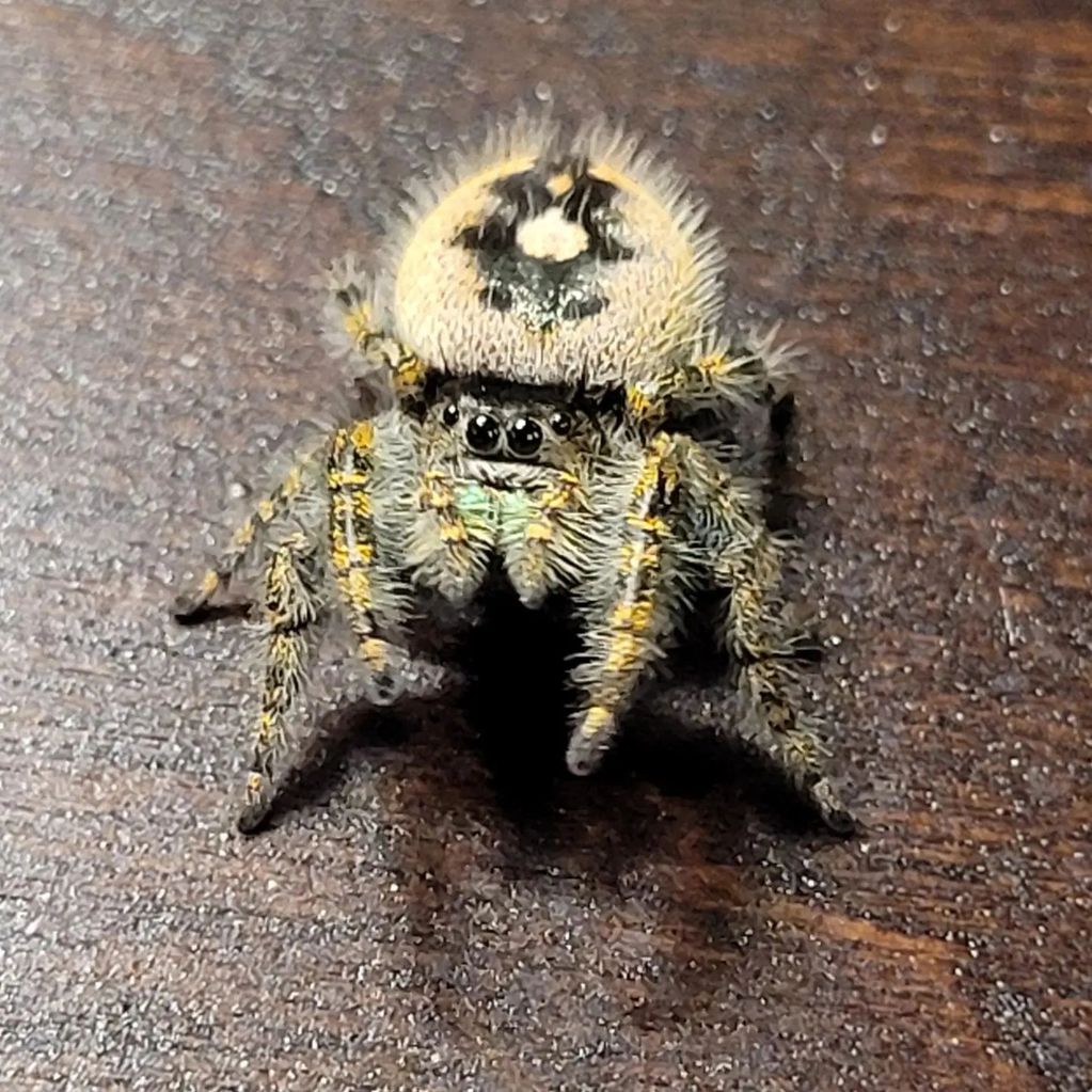 Phidippus audax bryantae mature female. 