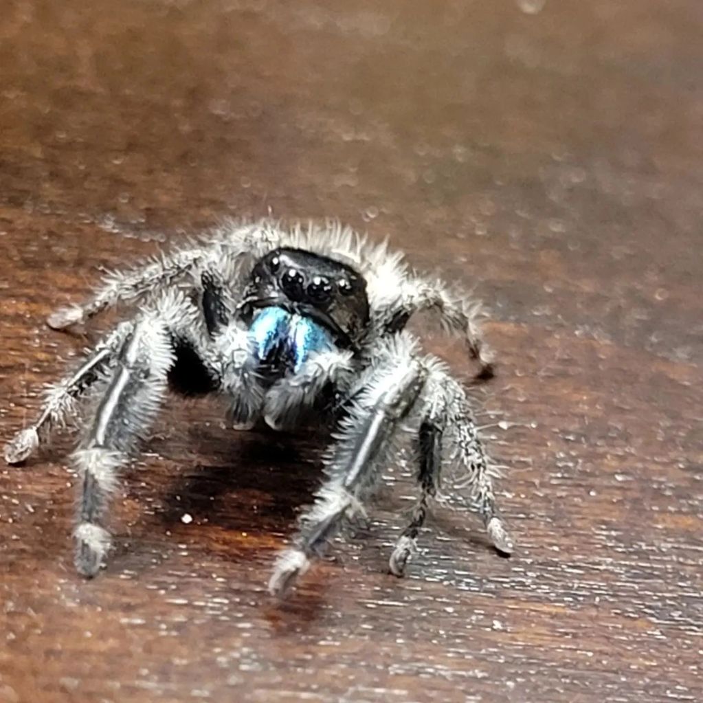 phidippus audax bryantae male