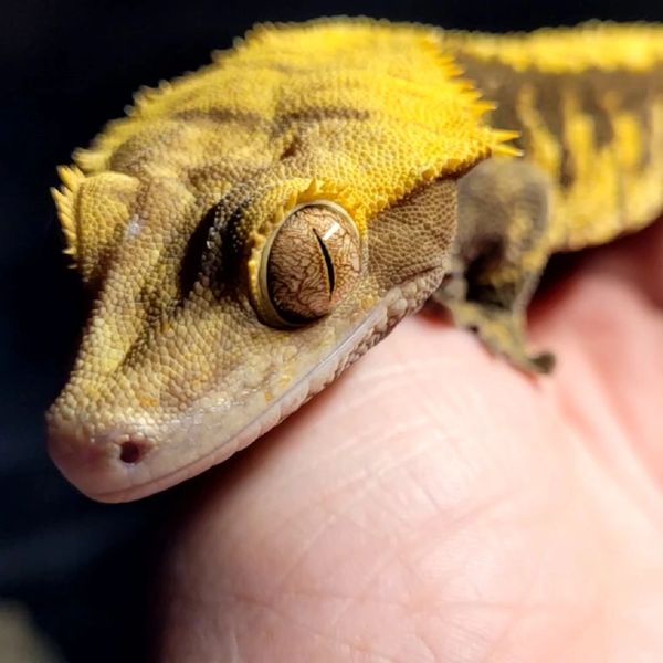 Crested gecko, eyelash gecko