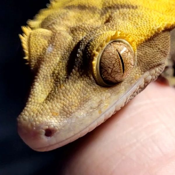 Crested gecko, eyelash gecko