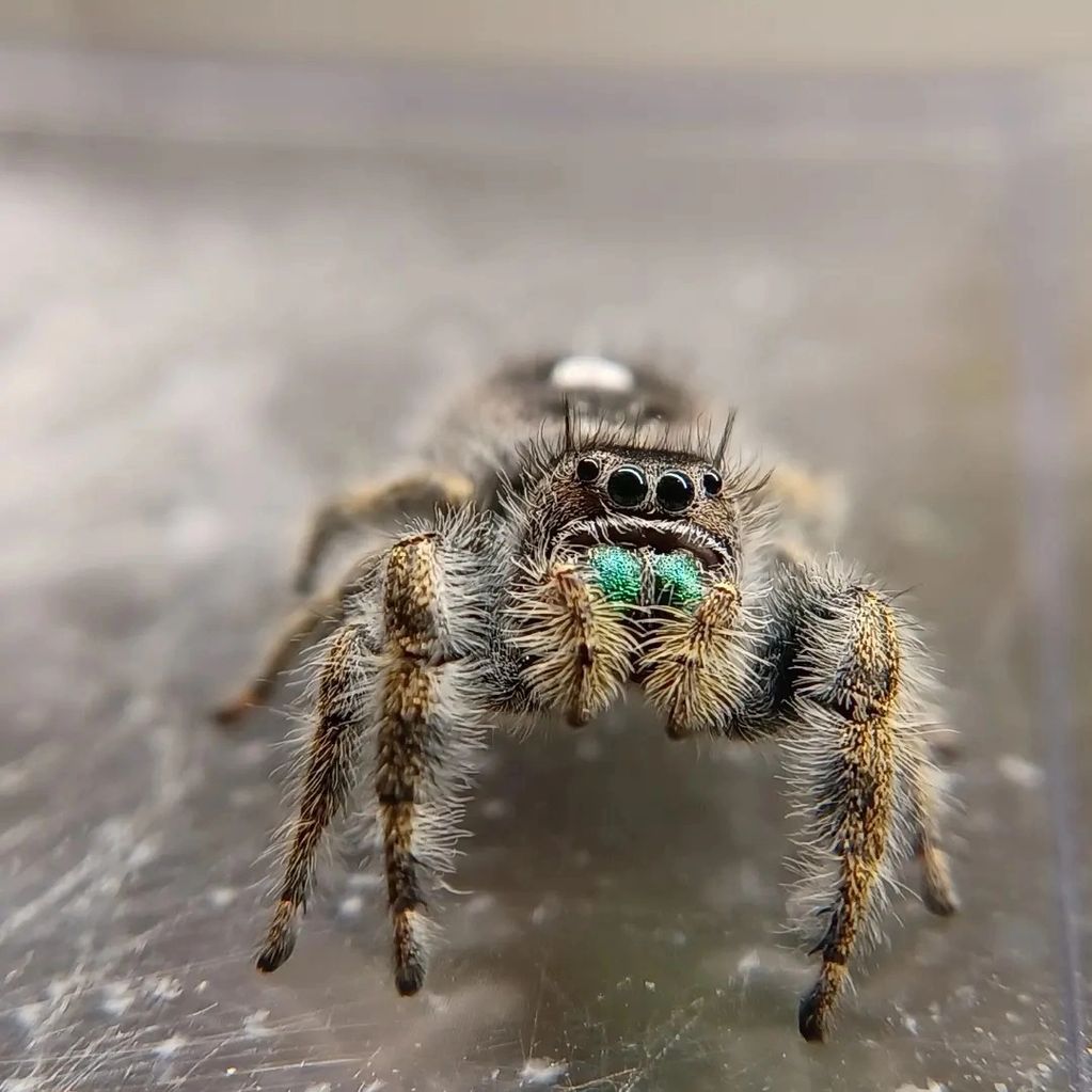 Female phidippus audax with bryantae traits. 