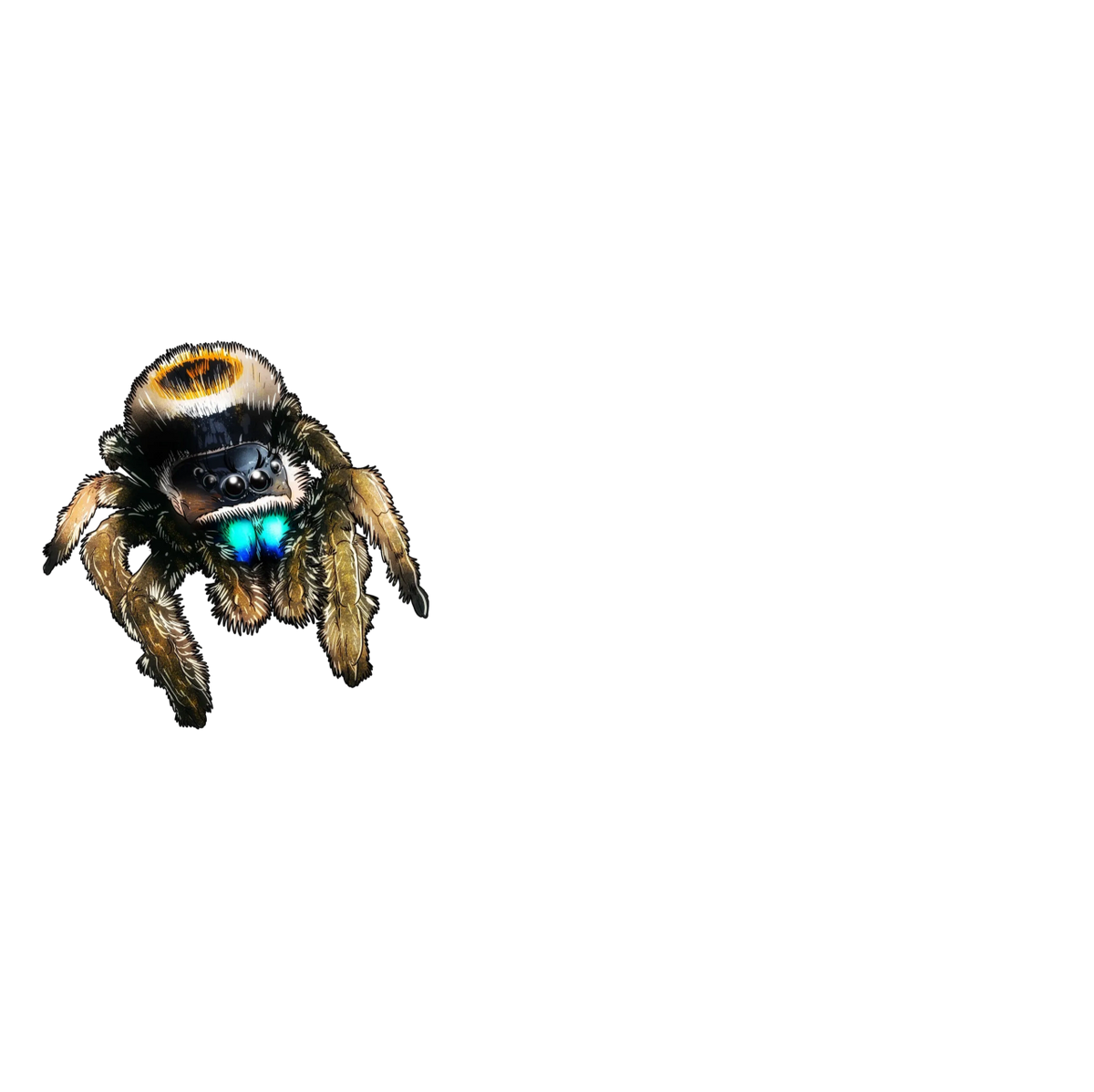 jumping-spiders