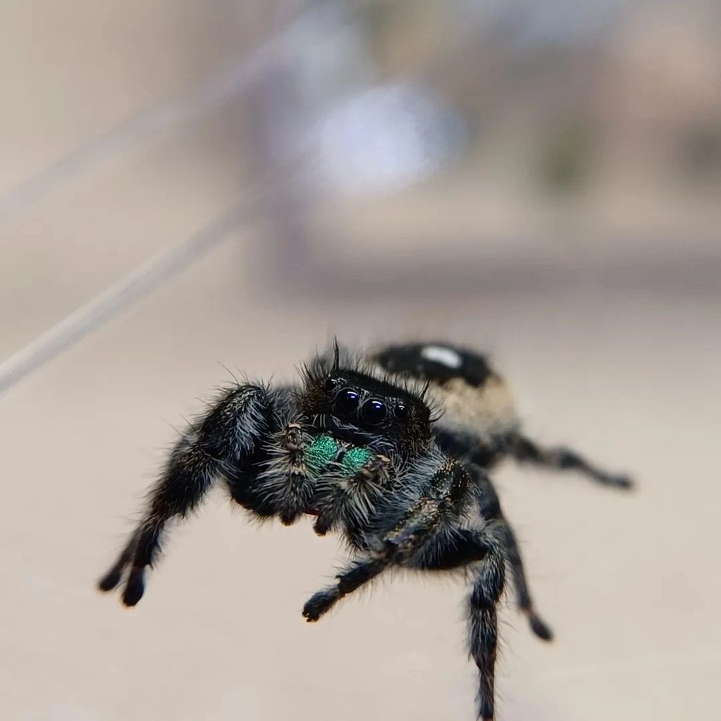 Phidippus audax bryantae jumping spider. 