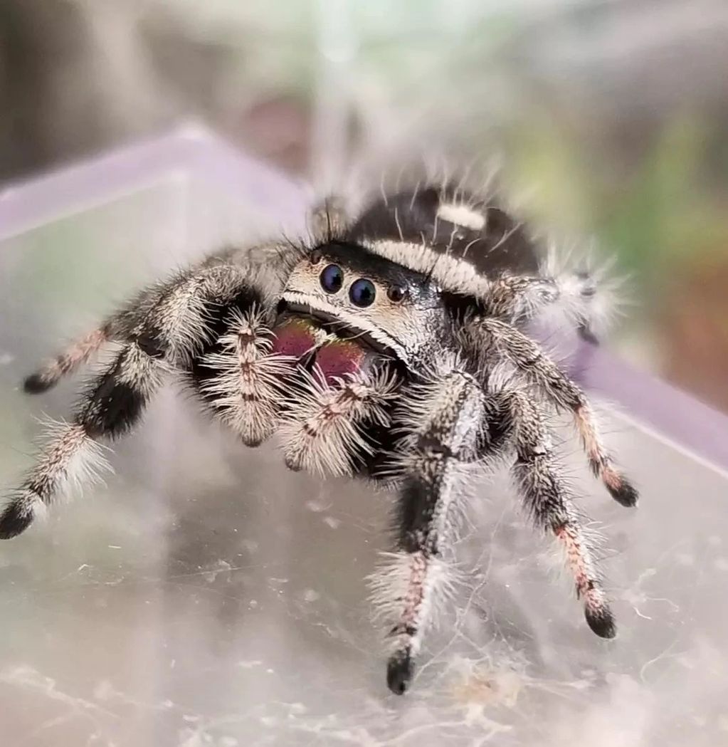 Phidippus regius female Apalachicola locale. 