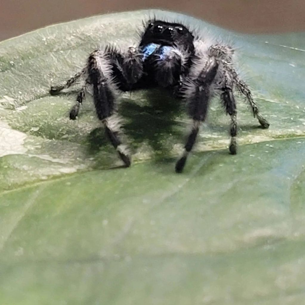 Male bold jumper