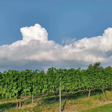 Lush vineyard under a bright blue sky with fluffy clouds.