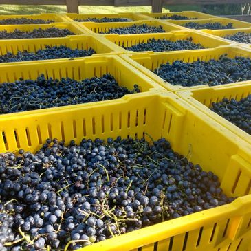 Yellow crates filled with freshly harvested dark grapes.
