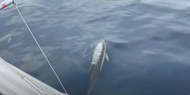 Dolfijnen tijdens de oversteek van Golf van Biskaje