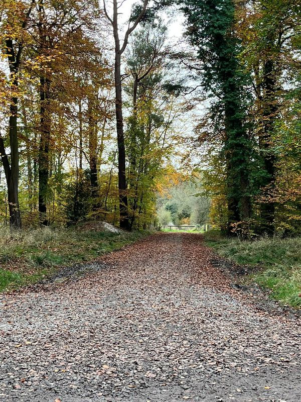 Autumnal forest scene with leaves on the path and trees around