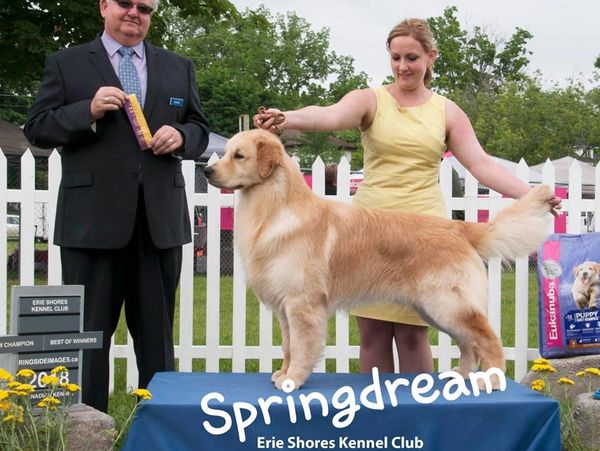 golden retriever de show springdream
