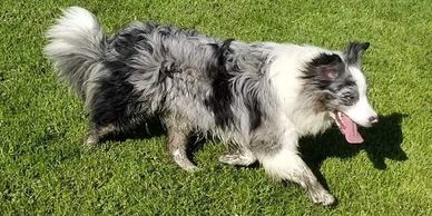 border collie  bleu merle  springdream