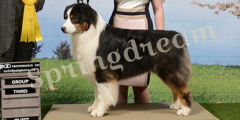 berger australien tricolore noir springdream