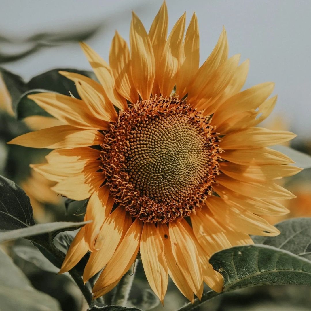 Close-up of a vibrant sunflower in full bloom, symbolizing growth and positivity