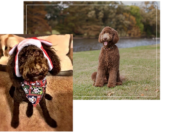 chocolate labradoodle mom cocoa, non shedding, hypoallergenic, multi-generation Australian doodle.