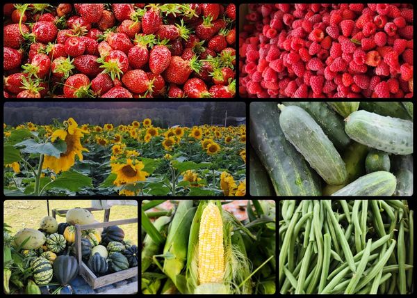 A collage of fresh fruits, vegetables, and sunflowers in vibrant colors.
