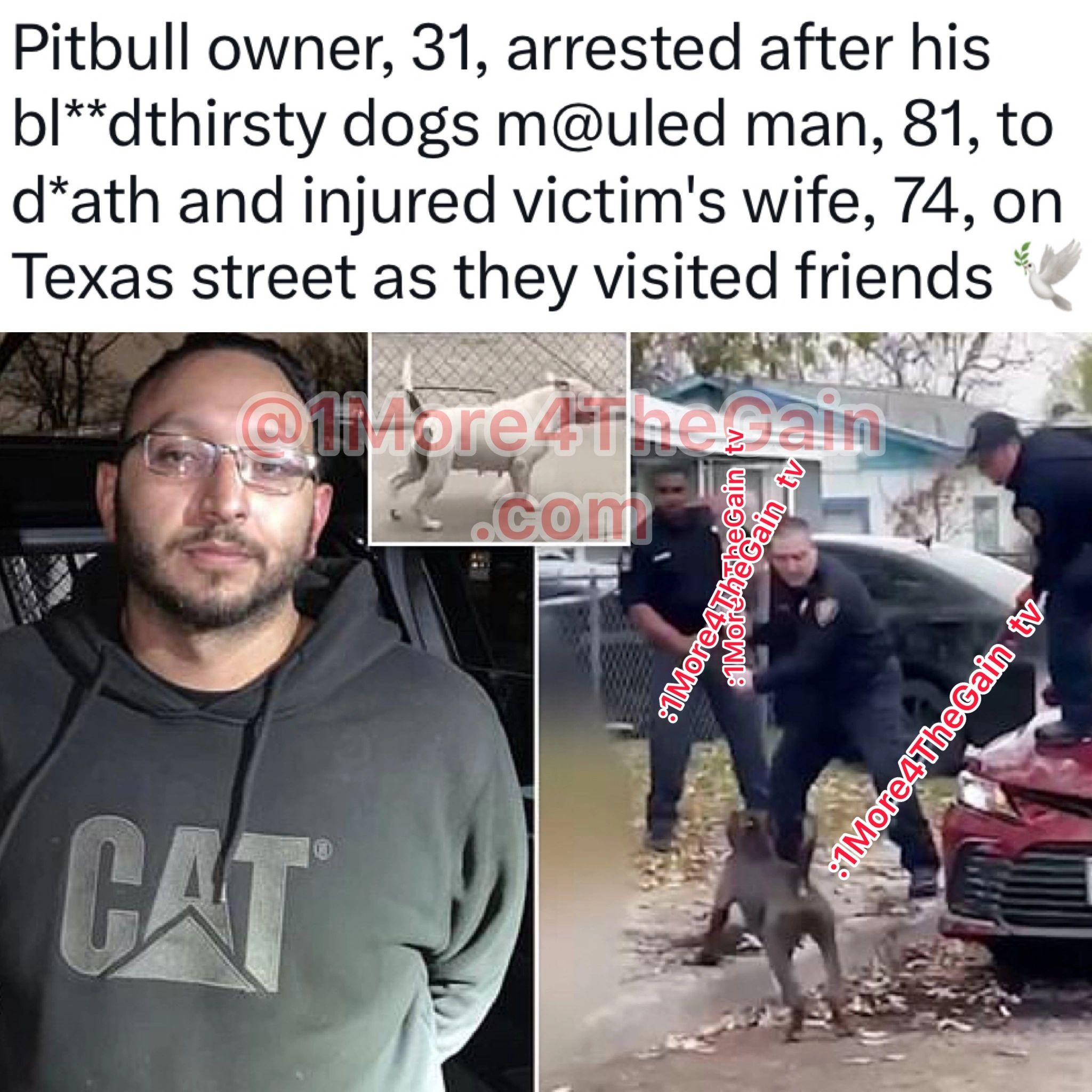 dogs mauled man, 81, to death and injured victim's wife,