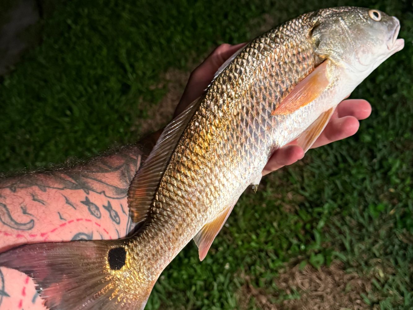 Hand holding a freshly caught fish with a tattooed arm in the background.