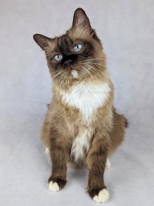 A fluffy cat with blue eyes and white paws sitting upright.