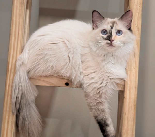 Fluffy white and gray cat with blue eyes on wooden ladder.