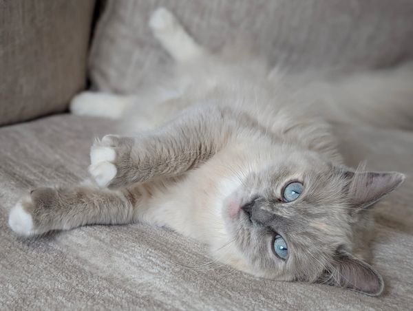 Relaxed cat with blue eyes lying on a couch.