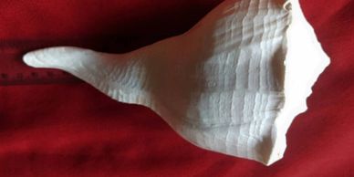 A white seashell on a red fabric background.