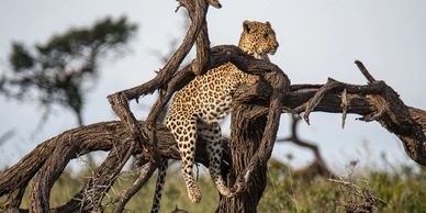 A leopard resting on twisted tree branches in the wild.