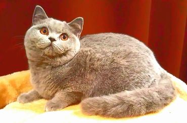 British Blue kitten