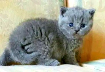 British Blue Kitten