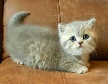 British Blue Tabby Kitten