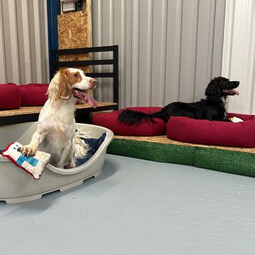 Two dogs relaxing in bed 