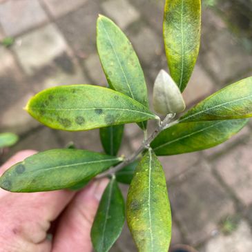 Spraying and Pest and disease management