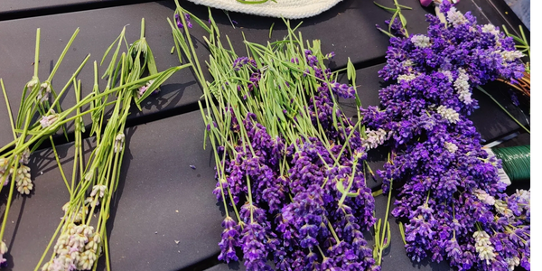 Dried Lavender Bouquet with 600 stems