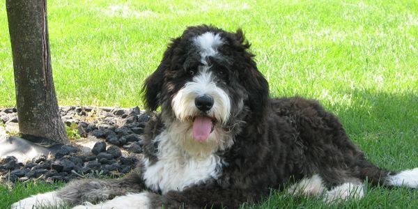 Bearcreekbernedoodles Com Bernedoodle Bernedoodle Puppy Breeder