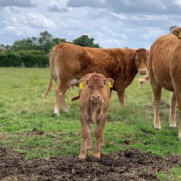 Limousin cattle