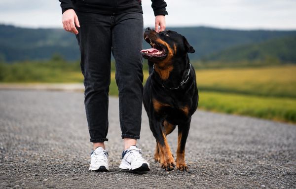 Person walking a happy Rottweiler dog on a paved road outdoors.
