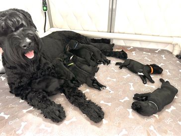 Bonnie, the Giant Schnauzer, with her litter