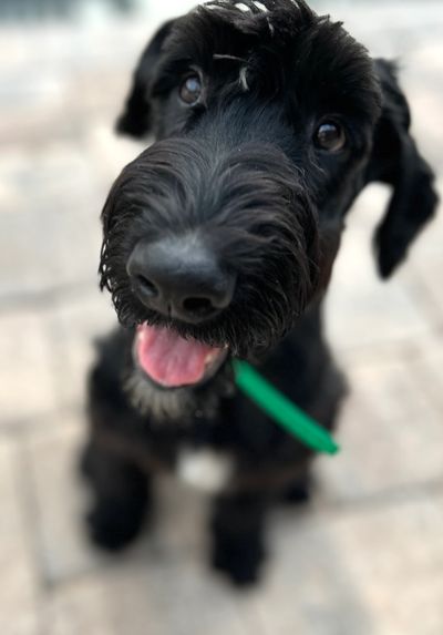 A 4 month old Giant Schnoodle puppy. This cute puppy is waiting patiently with his "sit" command. 