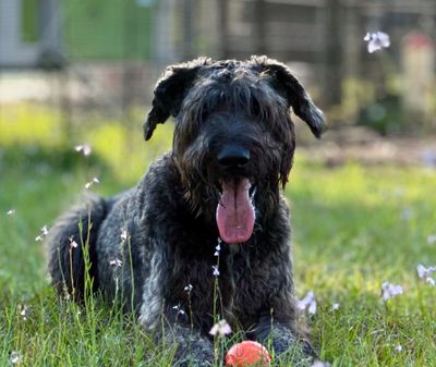 Gunner and his ball just hanging out in the field of flowers. He loves playing with is ball EVERYDAY