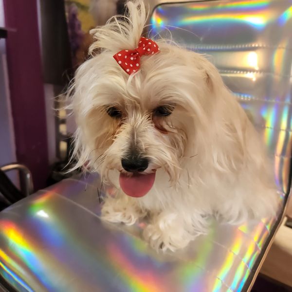 Fluffy white dog with a red bow sitting on a shiny holographic chair.
