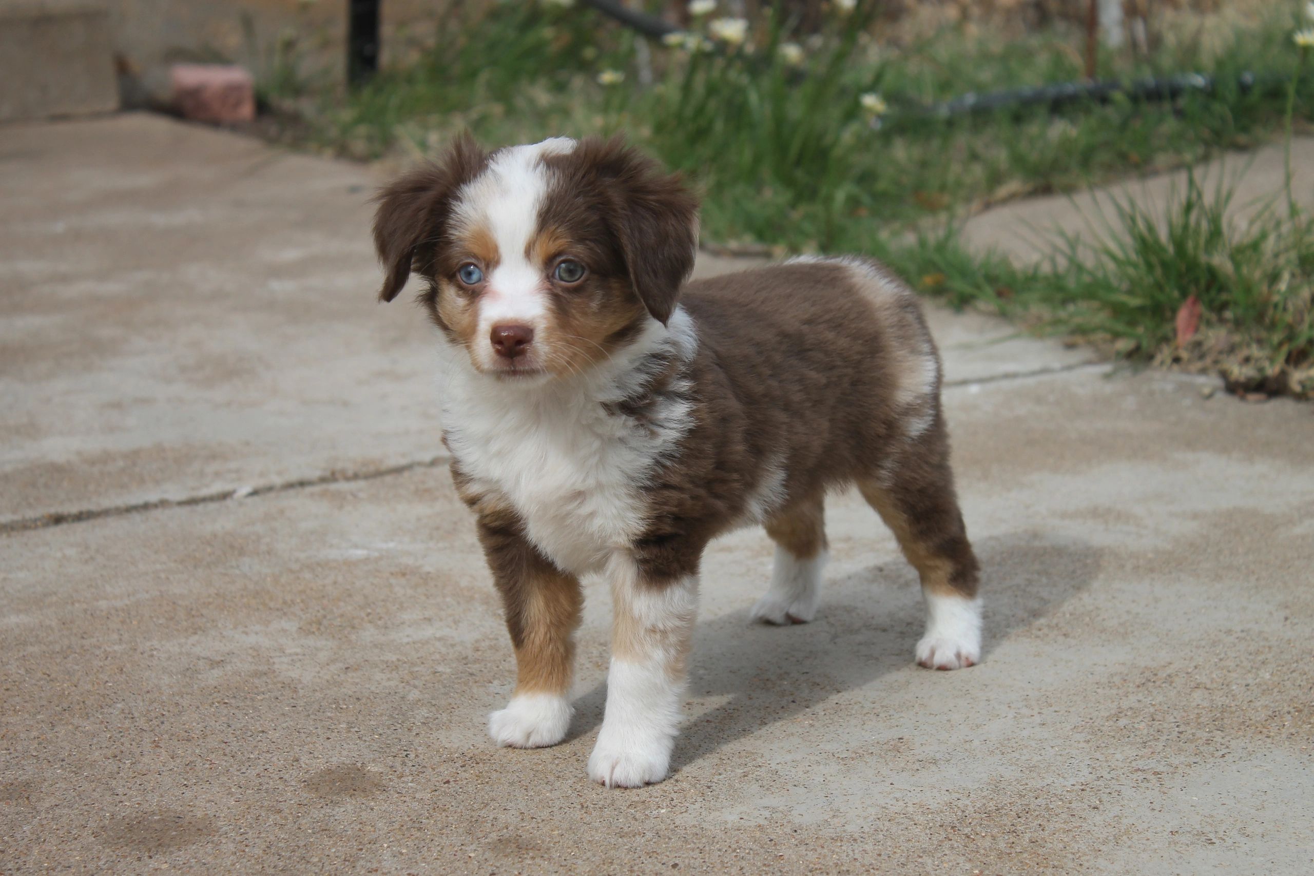 are toy australian shepherds for families