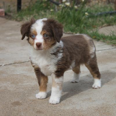 Big Country Toys, Australian Shepherd