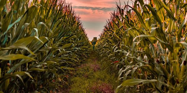 Iowa Ag land for sale 