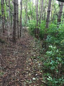 Now/Then  clearing buckthorn in a pine forest